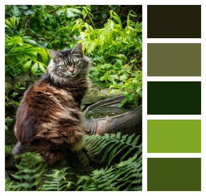 Cat Domestic Outdoors Animal Image