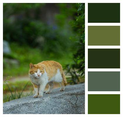Kitty Enlargement Pet Animal Image