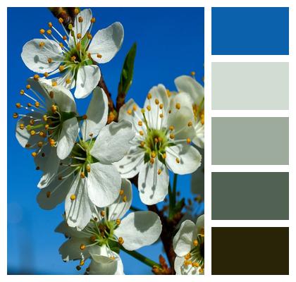 Plum Bush Spring Flora Image