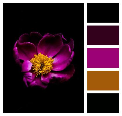 Pink Peony Flower Background Flower Nature Image