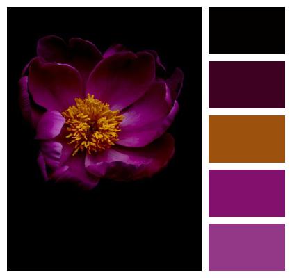 Flower Background Flower Artistic Floral Nature Image