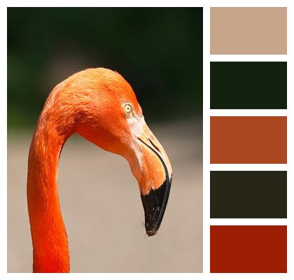 Bird Flamingo Feather Nature Image