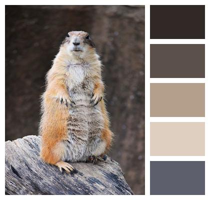 Tokuyama Coat Standing Posture Prairie Dog Image