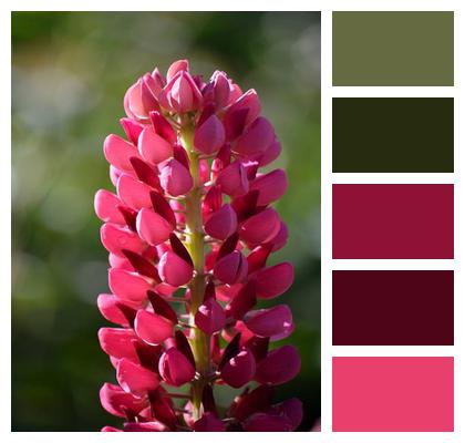 Flower Wallpaper Nature Wallpaper Legumes Buckeye Image