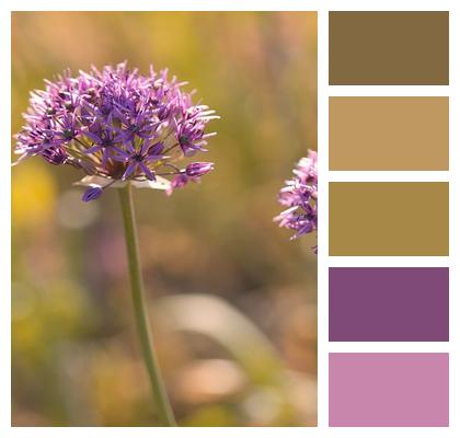 Ornamental Onion Nature Flora Allium Image
