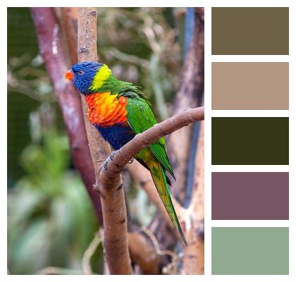 Clownish Lorikeet Colorful Nature Image