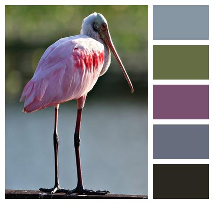 Animal Background Nature Bird Image