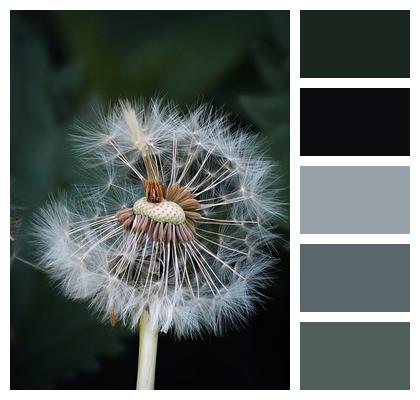 Flower Nature Flower Wallpaper Dandelion Image