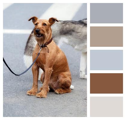 Pet Animal Canine Sitting Image