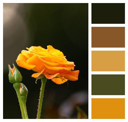 Spring Wallpaper 4K Background Yellow Rose Rose Flower Image