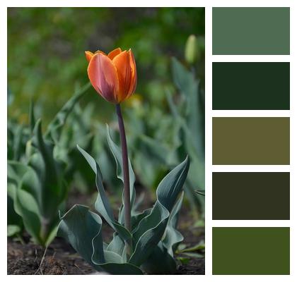 Plant Beautiful Flowers Tulip Flower Background Image