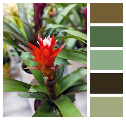 Room Flora Bromeliad Plant Gardening Image