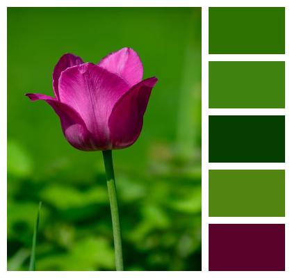 Bloom Flower Garden Botanical Image