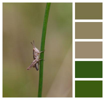 Nature Insect Garden Grasshopper Image