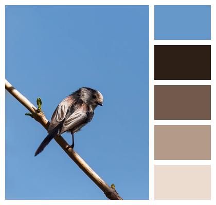 Branch Bird Sitting Plumage Image