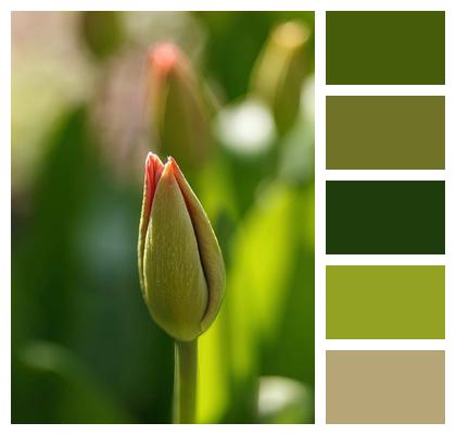 Close Up Tulip Flower Background Blossom Image