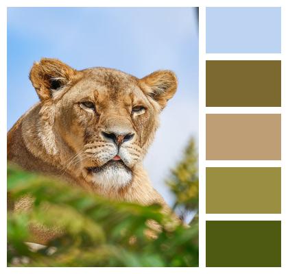 Animal Lion Nature Predator Image