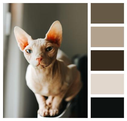 Sphynx Pet Cat Portrait Eyes Image