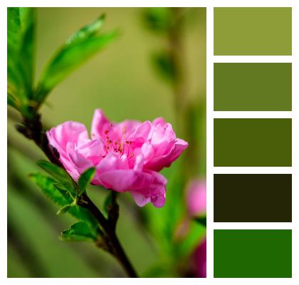 Natural Beautiful Flowers Flower Wallpaper Branch Image