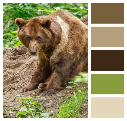 Animal Mammal Bear Nature Image