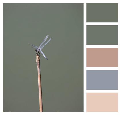 Entomology Insect Stem Fauna Image