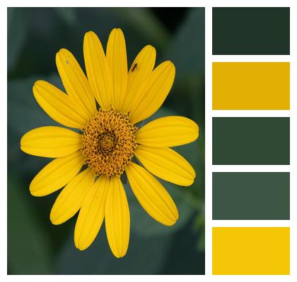 Plant Flower Bloom Animal Image