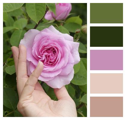 Garden Maintenance Flower Care Rose Beauty Image