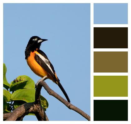 Ornithology Multicoloured Coloured Beak Image