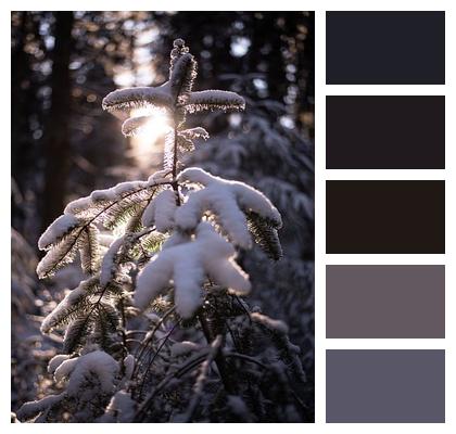 Quiet Frozen Snowflake Fresh Air Image