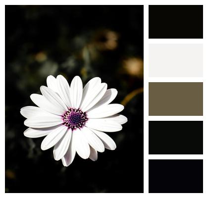 Flora Flower Background White Flowers Beautiful Flowers Image