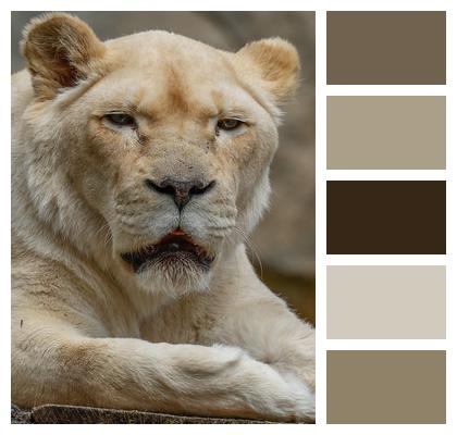 Animal Nature Predator Lion Image