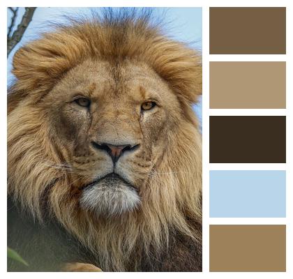 Predator Nature Lion Animal Image