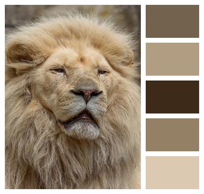 Nature Predator Animal Lion Image