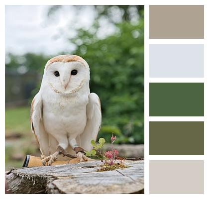 Animal Plumage Bird Nature Image