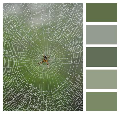 Spider Web Spider Cobweb Green Image