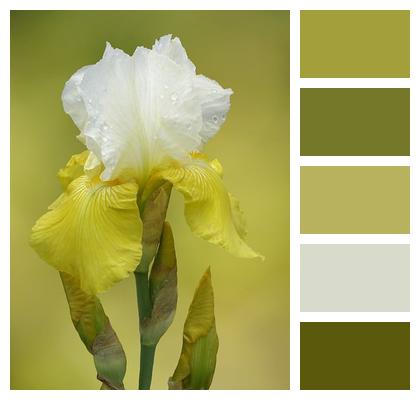 Iris Bloom Flower Wallpaper Blossom Image