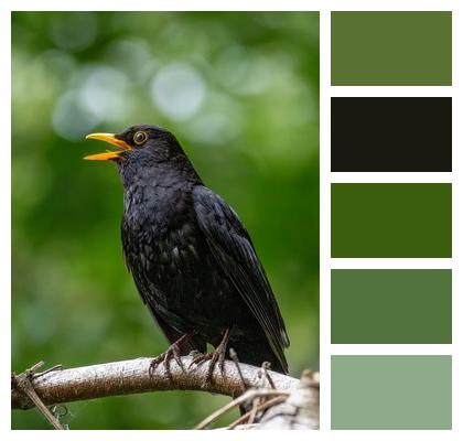 Singing Songbird Plumage Wildlife Image