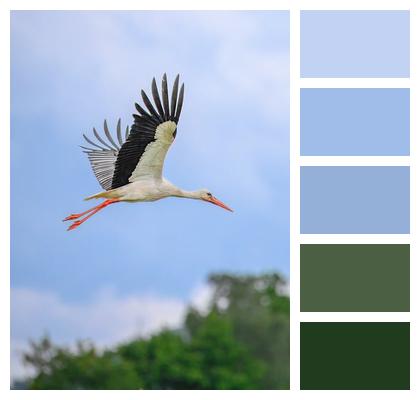 Flying Ornithology Wildlife Beak Image