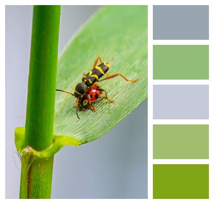 Entomology Leaf Eco System Wasp Image