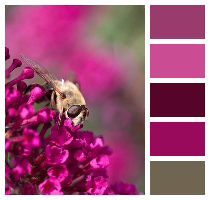 Macro Fly Muckbee Insect Image