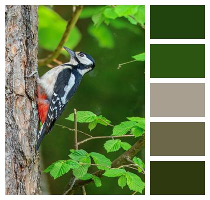 Ornithology Outdoors Great Spotted Woodpecker Wildlife Image