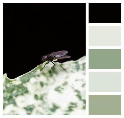 Iphone Wallpaper Mobile Wallpaper Leaf Mosquito Image