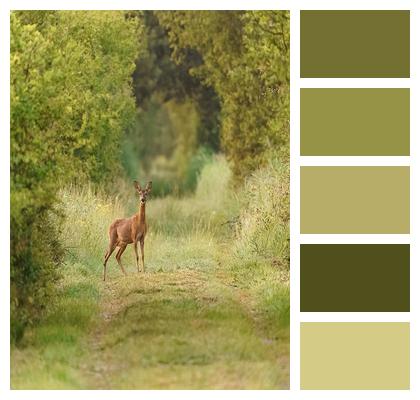 Species Curious Atmosphere Sheets Image