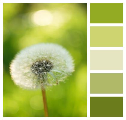 Nature Flower Background Spring Seeds Image