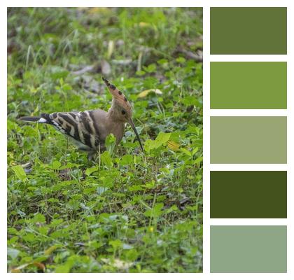 Avian Nature Plumage Meadow Image