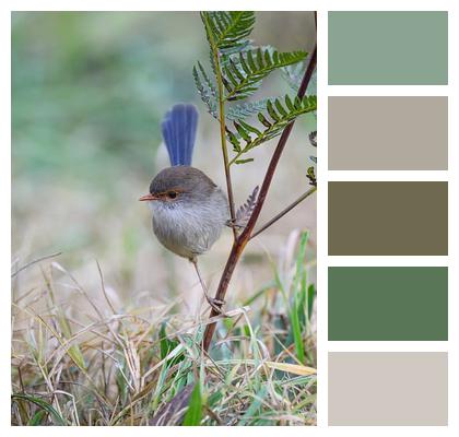 Fairywren Fairy Wren Blue Wren Wings Image