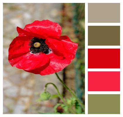 Bloom Red Corn Poppy Nature Image