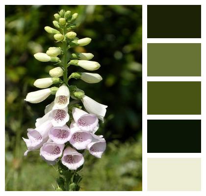 Foxglove Toxic Flora Nature Image