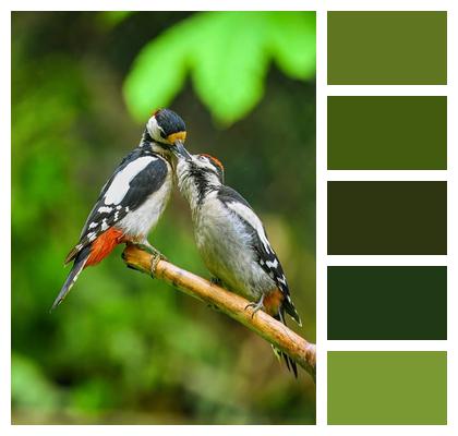 Wild Bird Young Bird Wildlife Animal Image