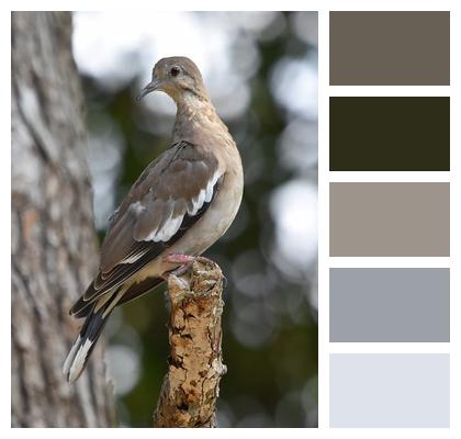Beautiful Wallpaper Nature Pigeon Dove Image